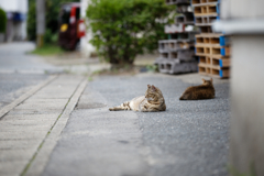 【連作：親子猫_3】やっぱり子猫は遊びたい_042