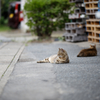 【連作：親子猫_3】やっぱり子猫は遊びたい_042