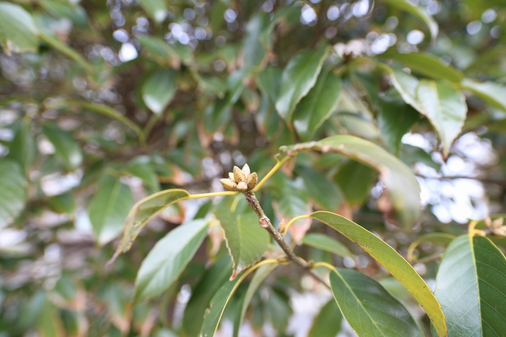 雷待草_014