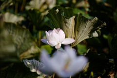 花の護り手_033