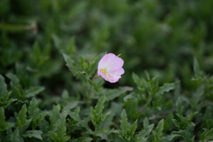 足元の草花達【潮風浜砂を浴びても咲く淡い桃花】_038