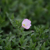 足元の草花達【潮風浜砂を浴びても咲く淡い桃花】_038
