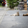 【連作：親子猫_2】微睡に入ったはずが…_041