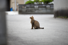 【連作：親子猫_4】子猫は壁の前に立ち…_043