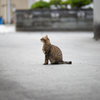 【連作：親子猫_4】子猫は壁の前に立ち…_043