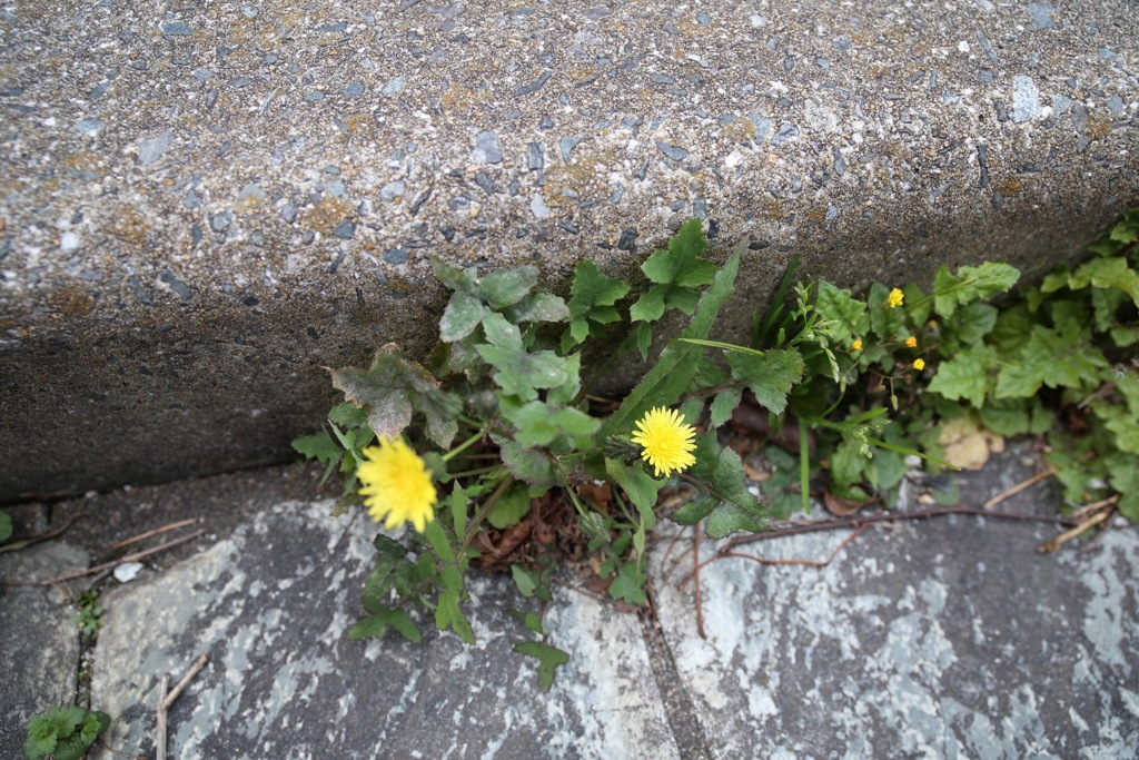 足元の草花達【奥の一輪】_012