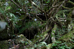 夏の思い出【滝周りの風景・繁茂】_051