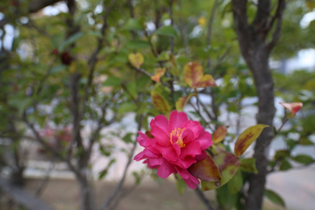 膝下の紅一点_017