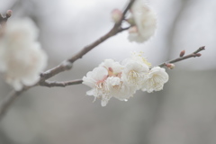 梅の花は…。