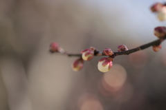 春が来る…。