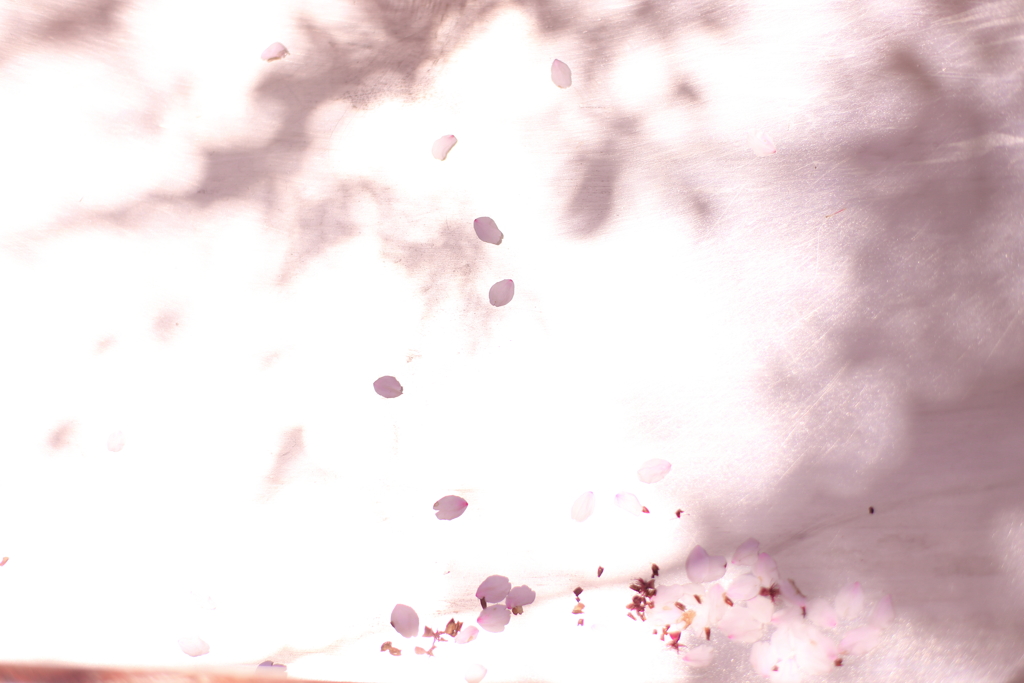 花びらの遊び。