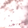 花びらの遊び。