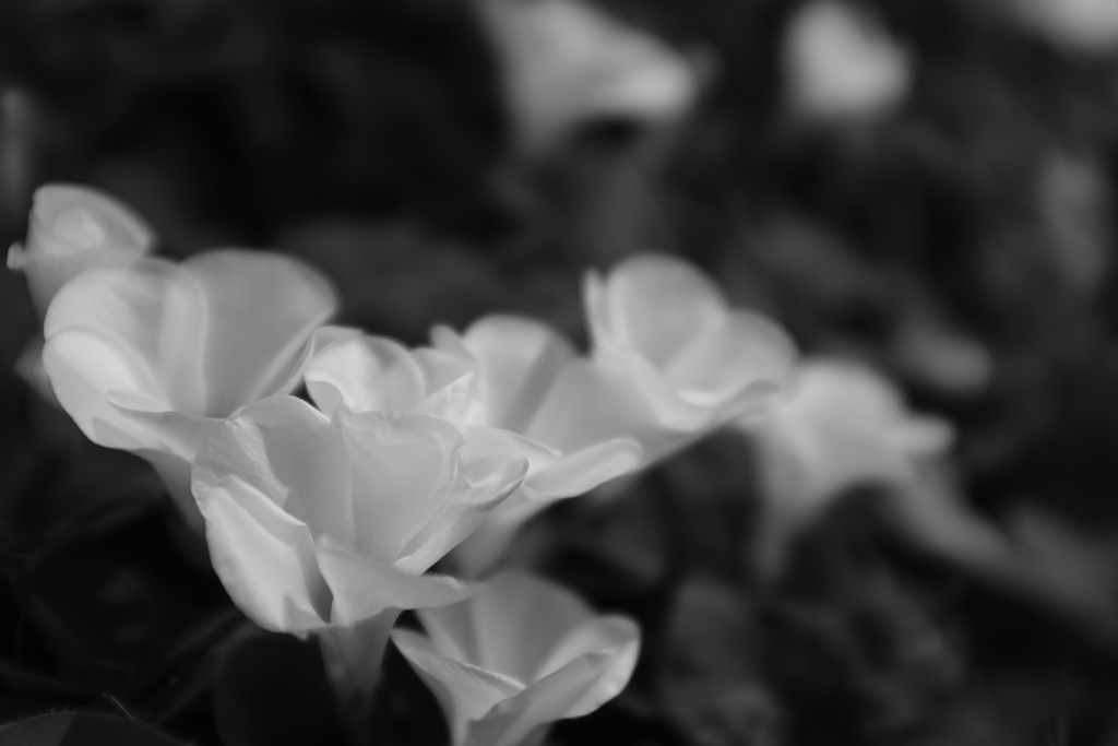 春陽。