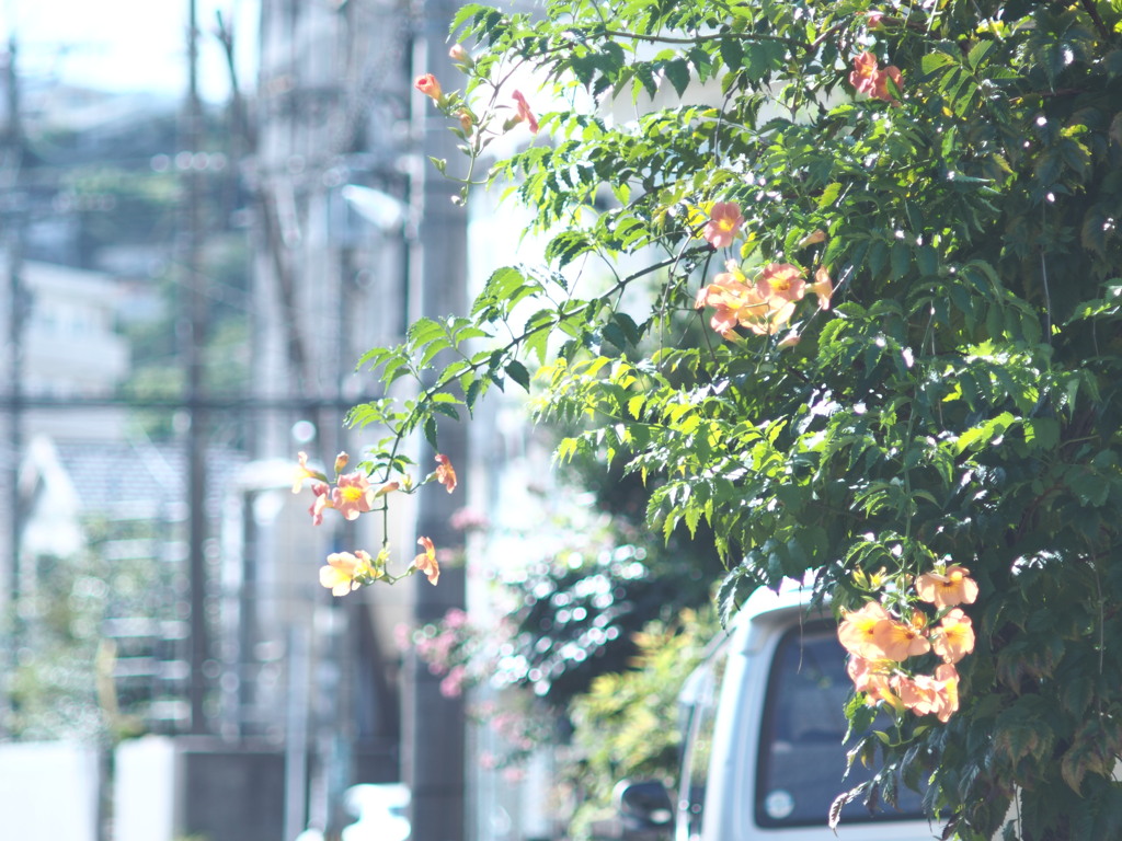 凌霄花。