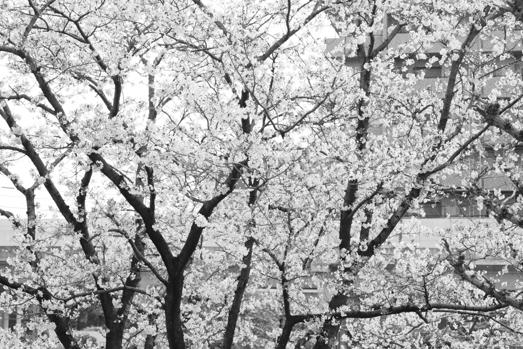 桜、いっぱい。