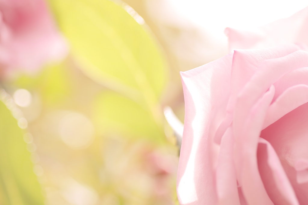 薔薇色のヒカリ。