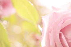 薔薇色のヒカリ。