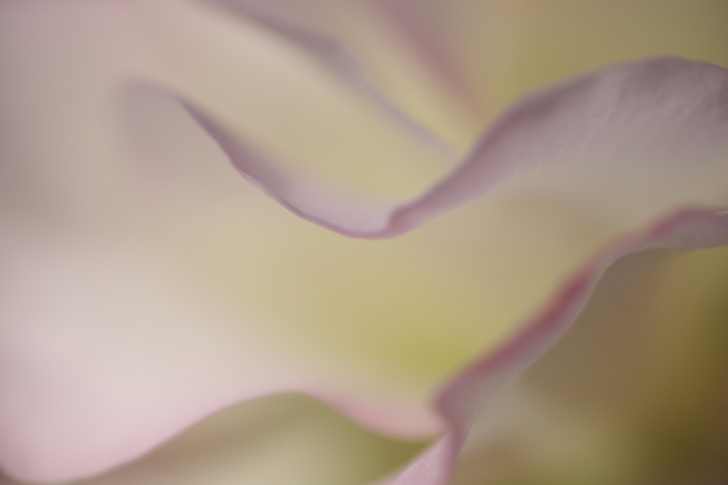 あふれる　やさしさ。