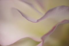 あふれる　やさしさ。