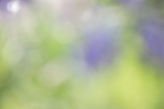ハルノ　ヒカリガ　フッテクル。