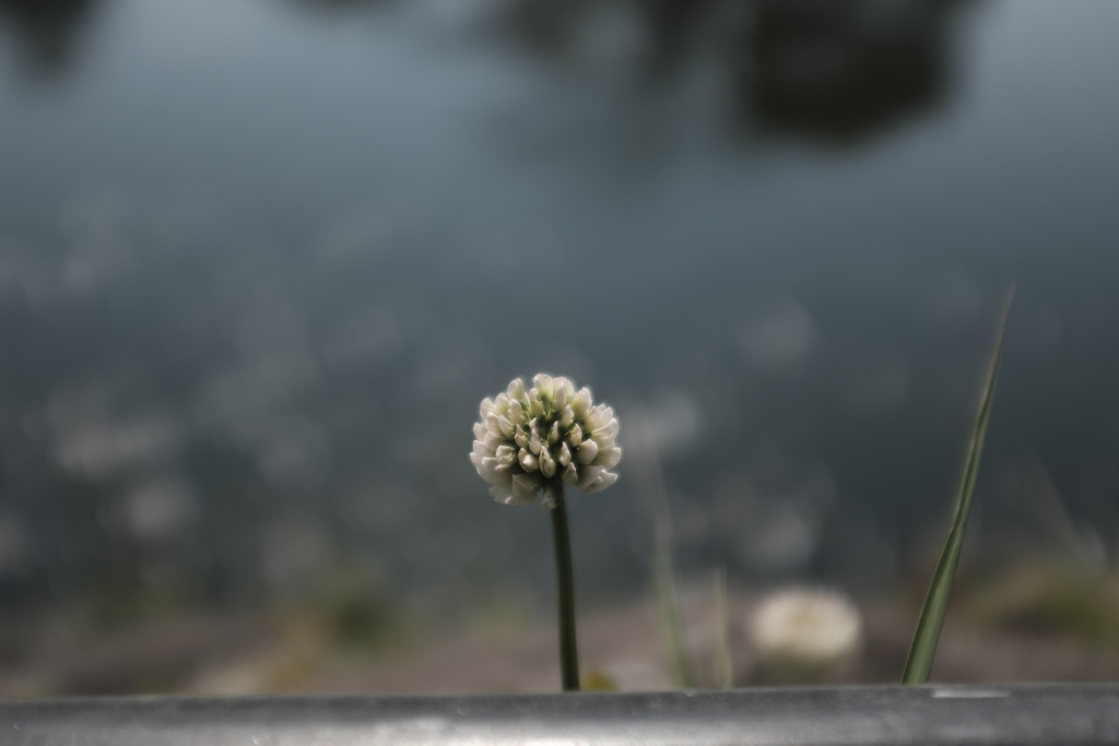 白詰草。