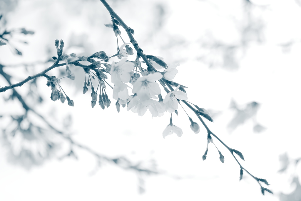 sakura.
