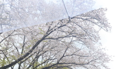 桜雨の風景。