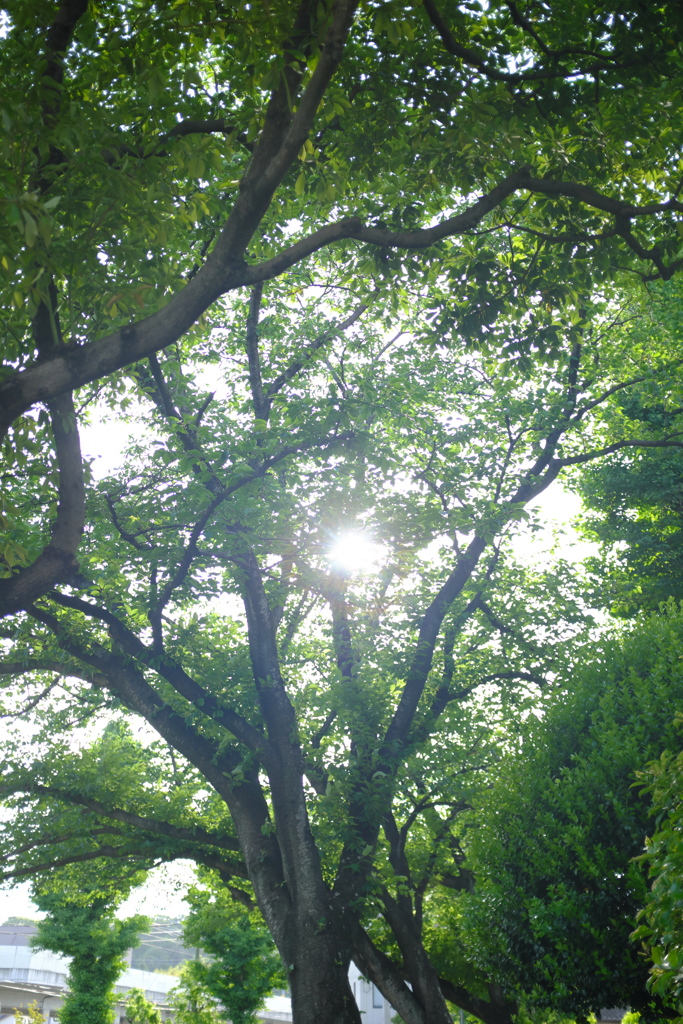 ヒカリ模様。