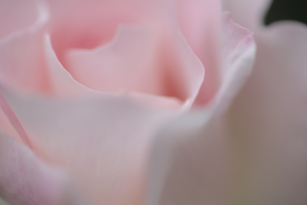ふわふわな…