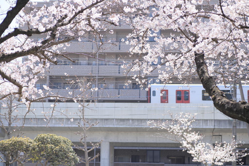 桜と電車。