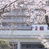 桜と電車。