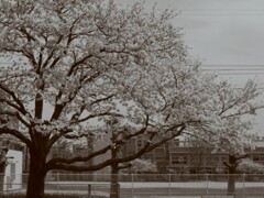 桜の木と学校。