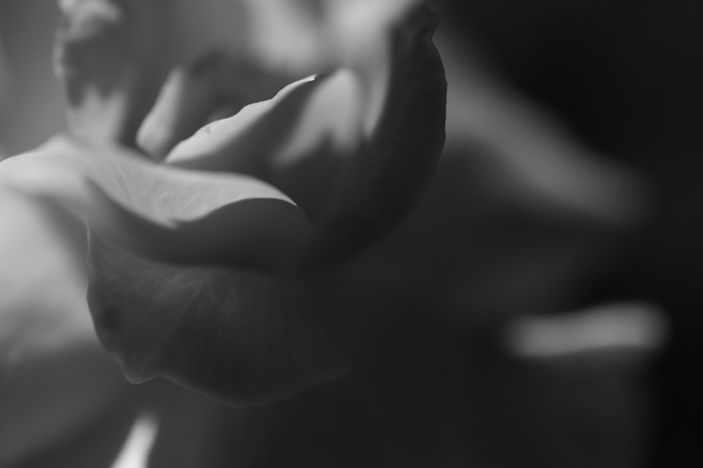 Lady.