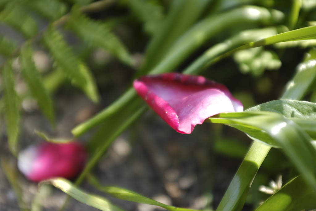 花びら。