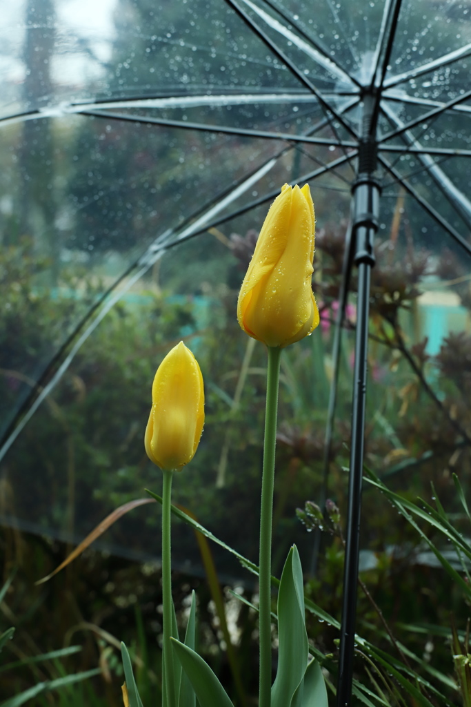 雨、降ってるから。