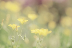 花の夢でもみましょうか。