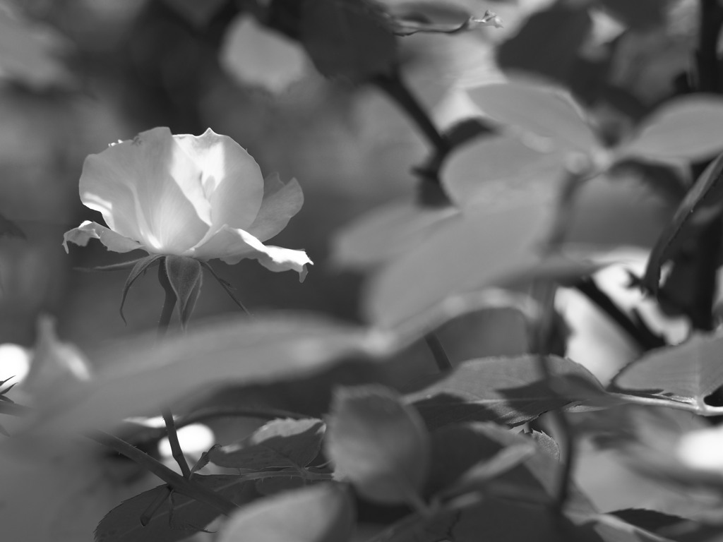 Untitled.