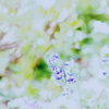 ハル。