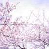 春、満開。