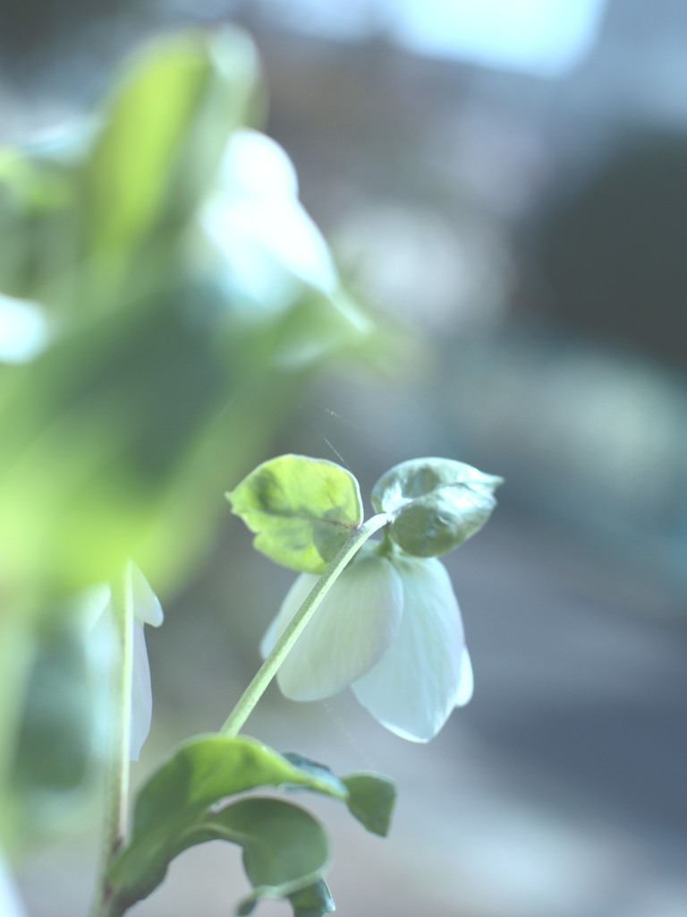 天使のような…