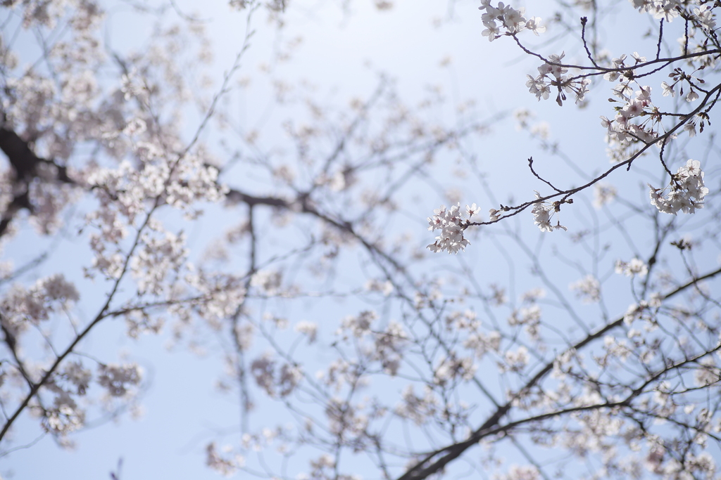 桜と空とヒカリ。