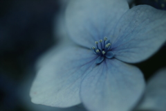 ホントの花は…。