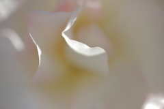 薔薇の花。