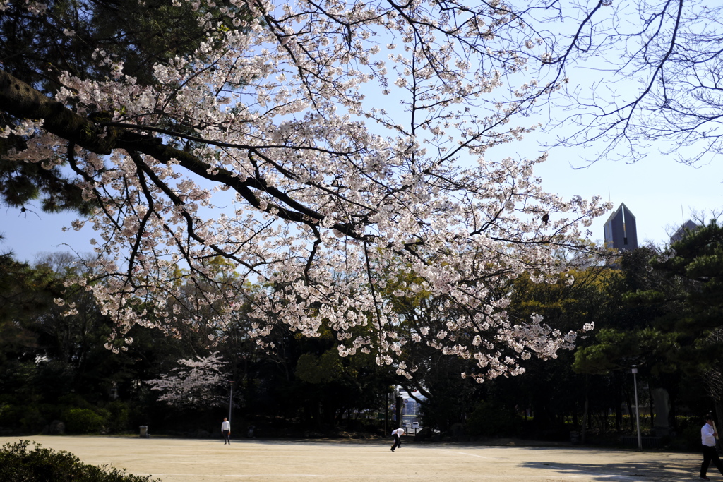 春の日に。