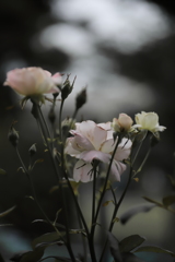 薔薇。
