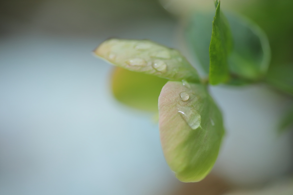 雨ののち…