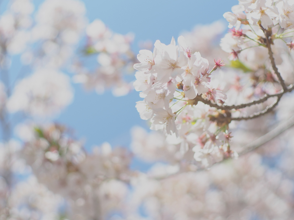 桜色と空色。