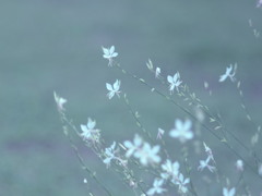 夏の終わりを囁くように…