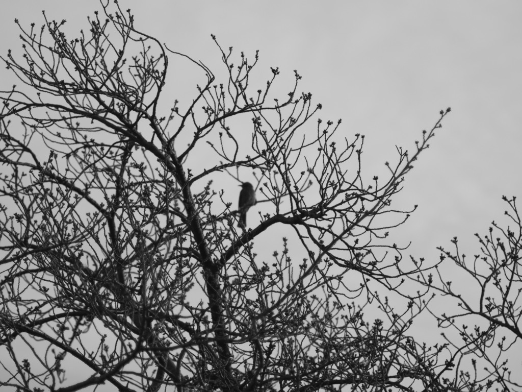 桜、待ち。