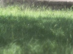 ナツノ風景。